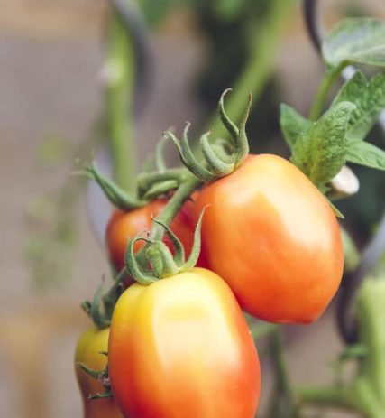 farming04 free img